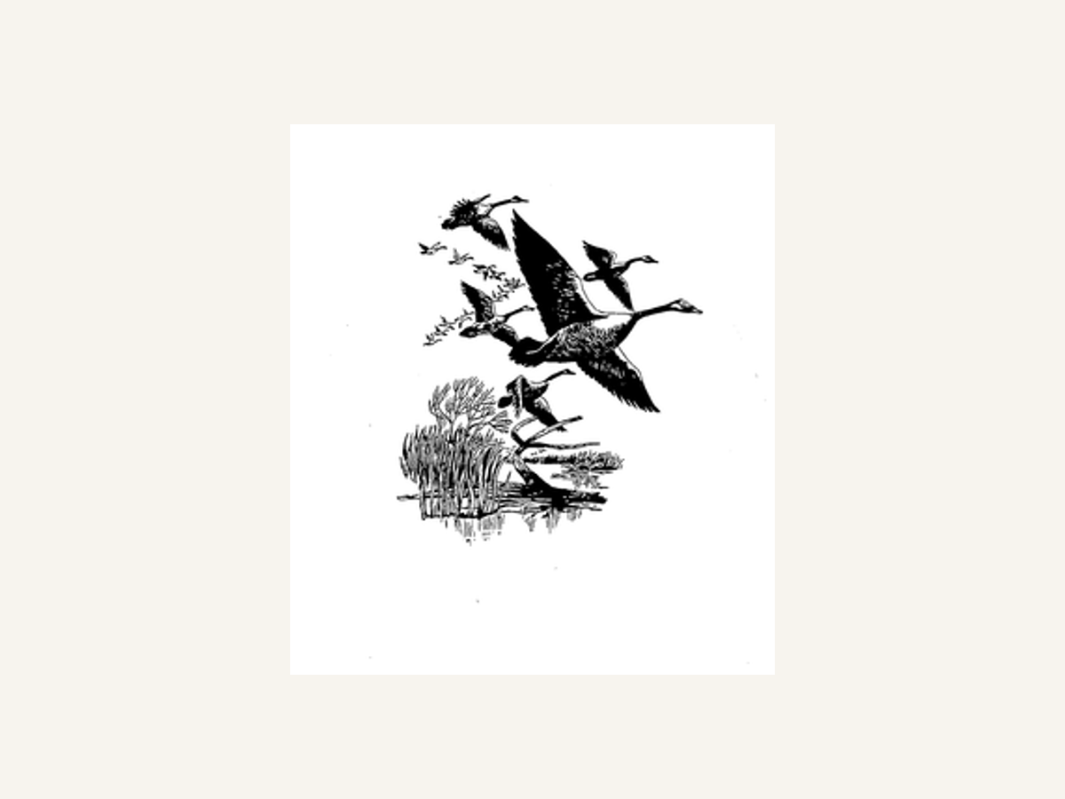 1980 filing / flying-goose field mark