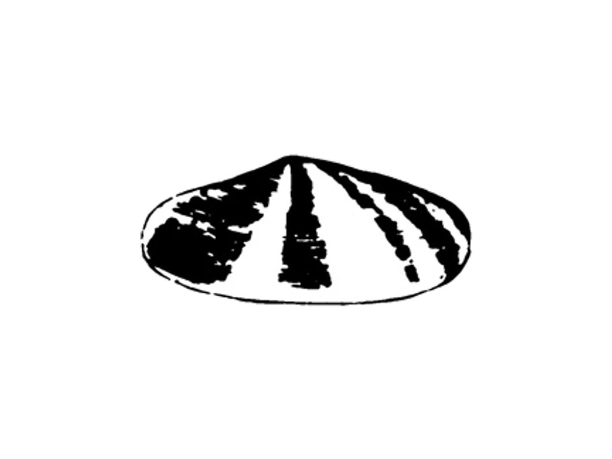 1900 / literal mussel shell